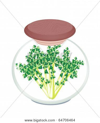 Jar Of Pickled Garland Chrysanthemum In Malt Vinegar