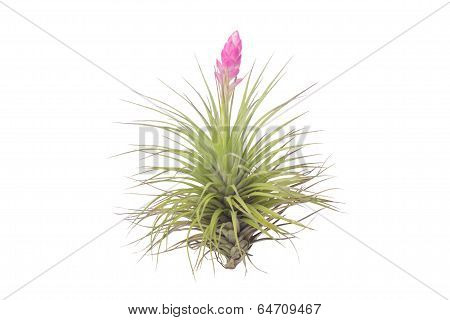 tillandsia flower isolated on white background