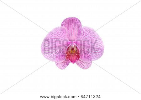 phalaenopsis orchid isolated on white background