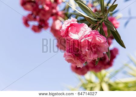 Pink Flowers In Kavros Village,crete,greece.