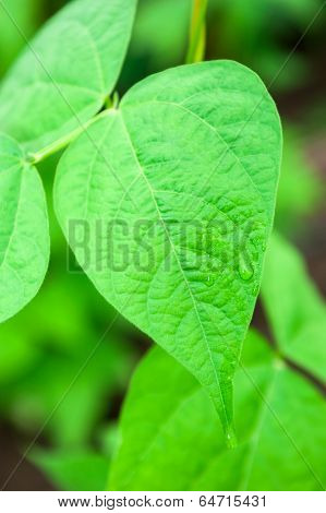 Fresh green leaves with water drops on it