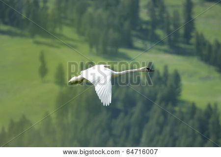 Trumpeter Swan (cygnus Buccinator) Flying