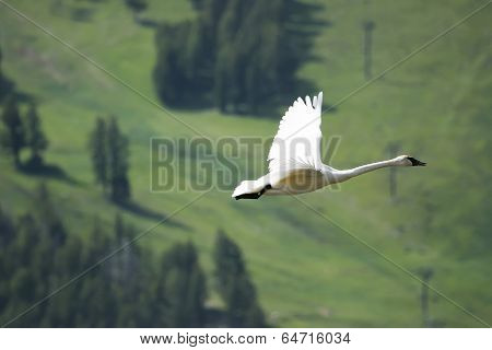 Trumpeter Swan (cygnus Buccinator) Flying