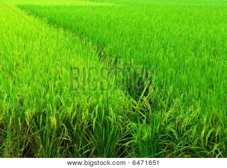 gocce e campo di riso