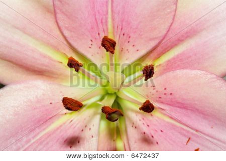 Closeup de lírio rosa