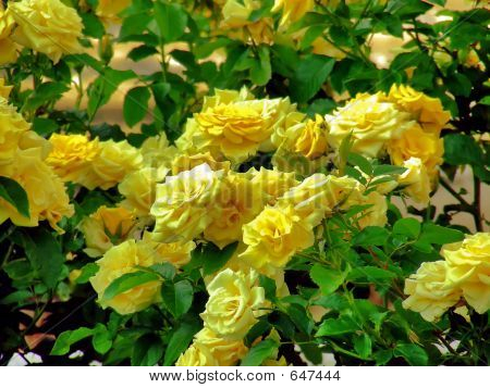 Yellow Roses