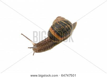 Closeup Of A Garden Snail With Tentacles Extended