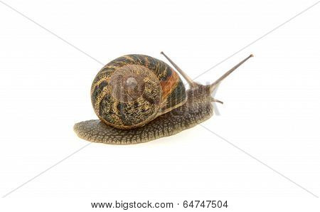 Garden Snail Crawling Away
