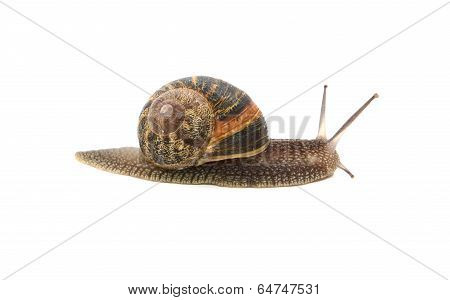 Profile Of Garden Snail With Boldly Striped Shell