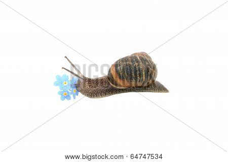 Garden Snail Exploring Blue Forget-me-not Flowers