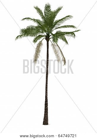 Single Palm Tree