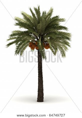 Single Palm Tree