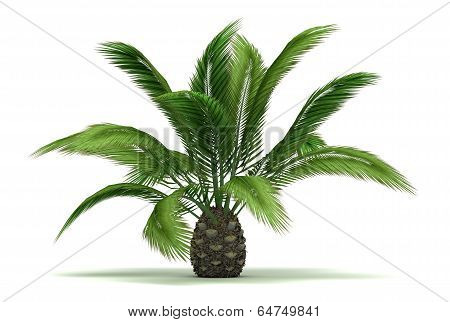 Single Palm Tree