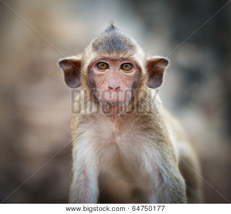 Lopburi Thailand. Monkey ( Crab-eating or Long-tailed macaque ) in Prang Sam Yot temple. Khmer ancient Buddhist pagoda ruins are famous thai tourist travel destination. 