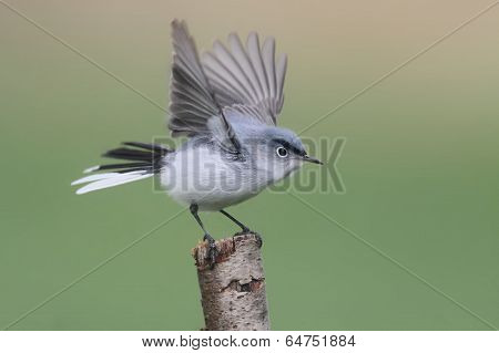 Blue-gray Gnatcatcher