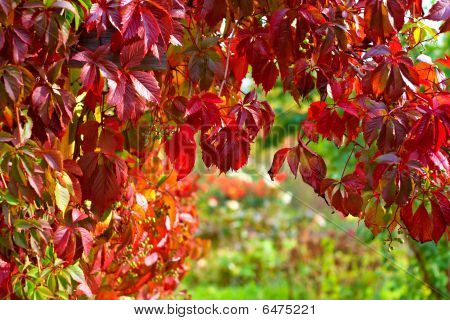 efteråret Parthenocissus tæt