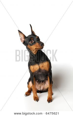 Black Miniature Pinscher