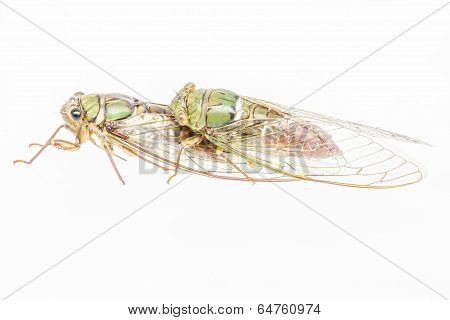 Cicada Insect Isolated On White Background.