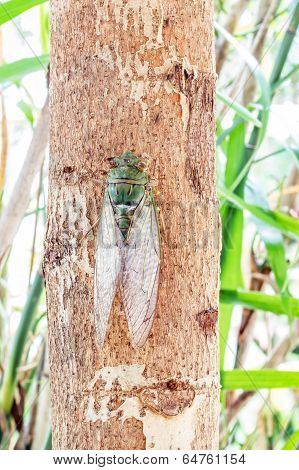 Cicada On Tree Close Up