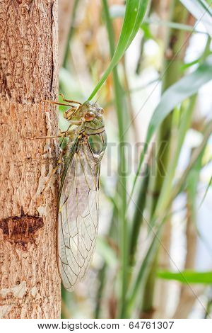 Cicada On Tree Close Up