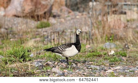 Barnacle goose