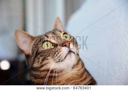 Egyptian Mau cat - amazed