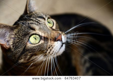 Egyptian Mau - hunting