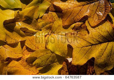 Nice Yellow Wet Tuliptree Leaves Background
