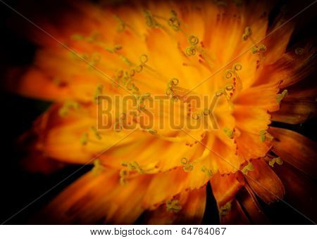 Close Up Of A Hawkweed Flower