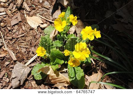Yellow Primrose Plant Growing In Early Spring
