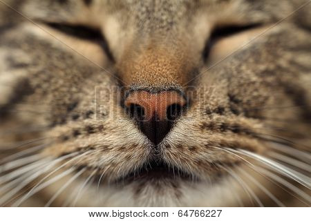 Nose striped cat in macro image.