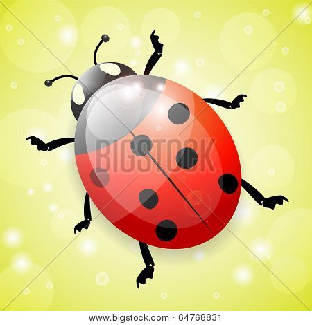 Ladybug