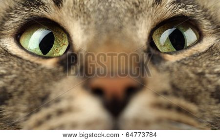 Expressive eyes green-yellow striped cat.