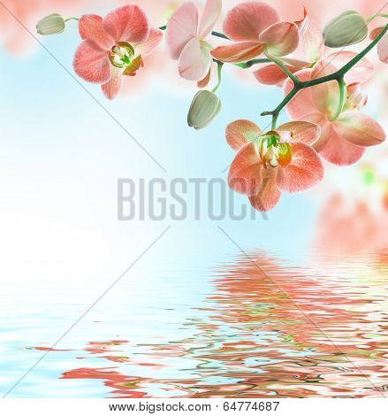 Floral background of tropical orchids and  butterfly