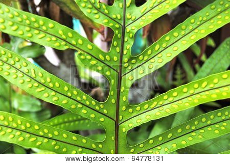 Hawaiian Fern