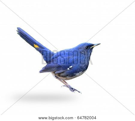 Beautiful Blue Bird, White-bellied Redstart (hodgsonius Phoenicuroides) With Tail Up Actions