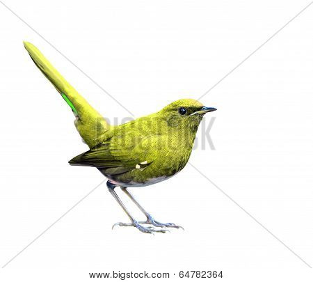 Beautiful Yellow Bird In Fancy Color (white-bellied Redstart) Isolated On White Background