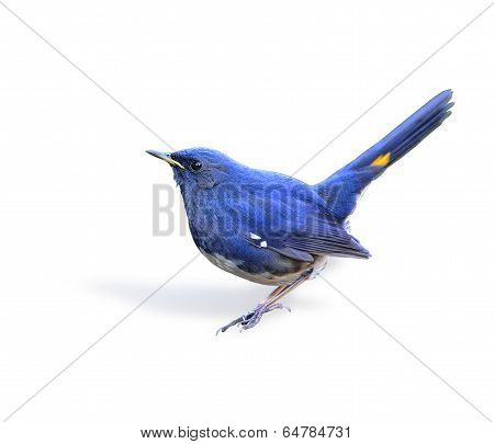 Blue Bird, White-bellied Redstart (hodgsonius Phoenicuroides) Isolated On White Background