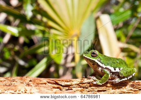 Barking Tree Frog