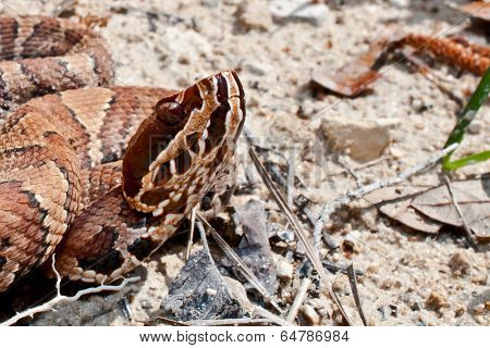 Cottonmouth