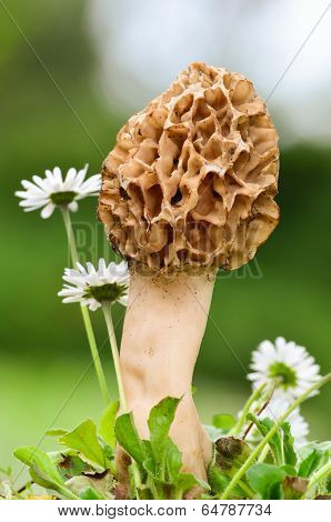 Morshella Esculenta