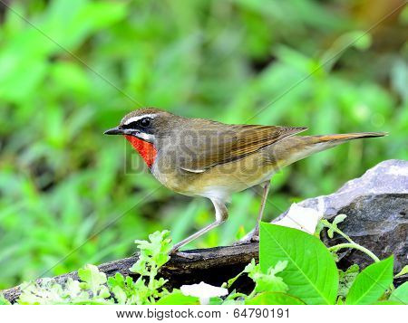 Male Of Siberian Rubythroat (luscinia Sibilans) A Bird With Red Throat On Side Profile