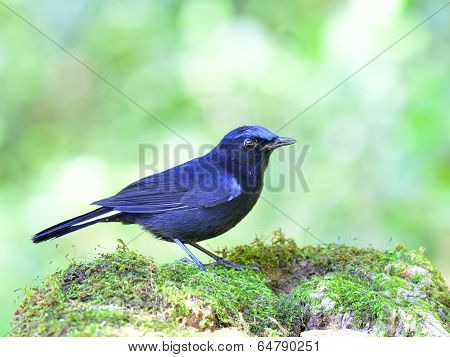 Male Of White-tailed Robin (cinclidium Leucurum) Dark Blue Bird Standing On Mossy Rock With Nice Gre