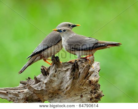 Pair Of Chestnut-tailed Starling Bird (sturnus Malabaricus) Sta Close To Each Other On The Nice Roma