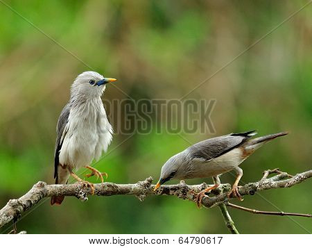 Pair Of Chestnut-tailed Starling Birds (sturnus Malabaricus) In Love Standing On Nice Branch