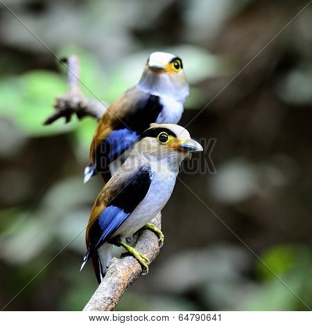 Pair Of Silver-breasted Broadbill (serilphus Lunatus) Family Bird Perching Together On The Branch Wa