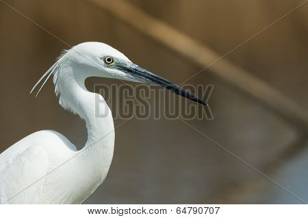 A Portrait Of A White Western Reef Heron (egretta Gularis)