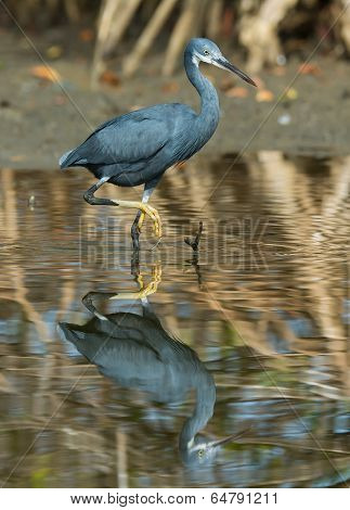 A Western Reef Heron With Foot Raised Reflected In Shallow Water