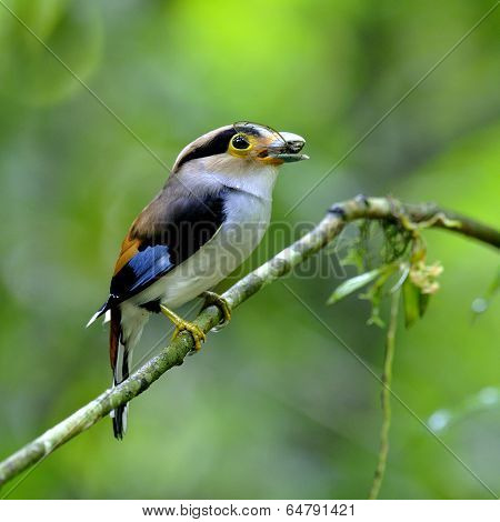 Silver-breasted Broadbill Bird (serilphus Lunatus) Carrying Cigada In Mounth For Its Chicks In The N