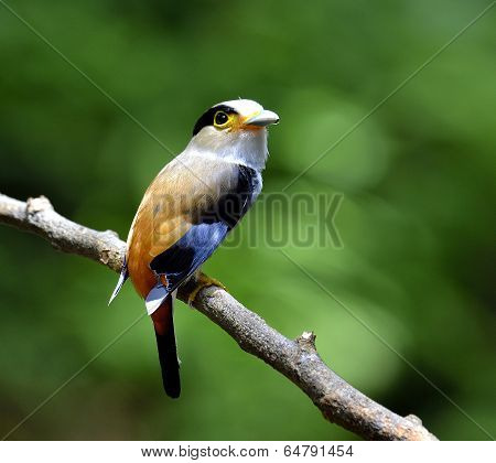 Silver-breasted Broadbill Bird (serilphus Lunatus) Lonely Perching On The Branch With Back Profile